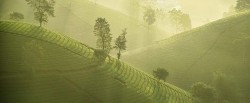 Long-Coc-tea-plantation-valley